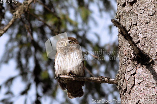 Image of Eurasian pygmy owl closeup