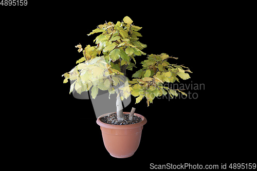 Image of european beech young bonsai