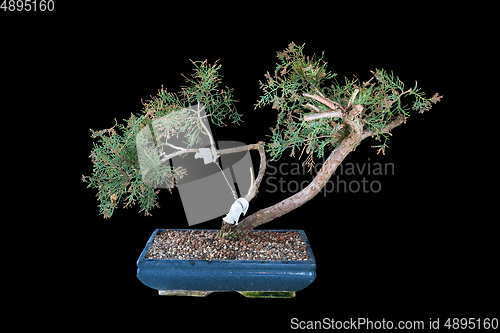 Image of Juniperus chinensis bonsai over dark background