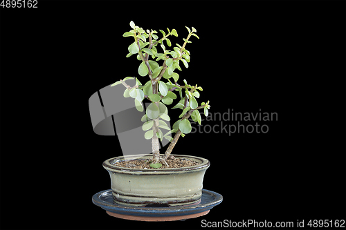 Image of Portulacaria afra young bonsai