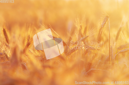 Image of wheat field at dawn