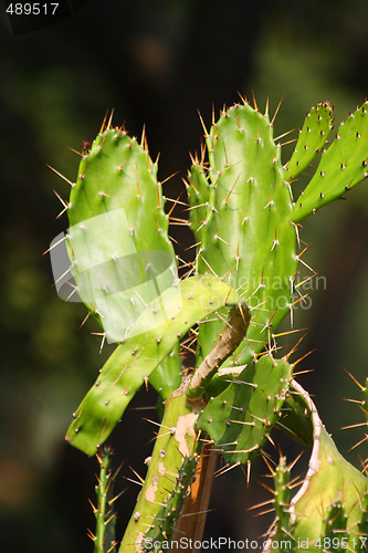 Image of Cactus