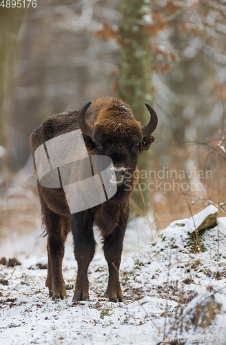 Image of European Bison(Bison bonasus) young male