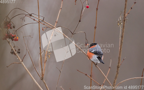 Image of Eurasian Bullfinch(Pyrrhula pyrrhula)male on branch