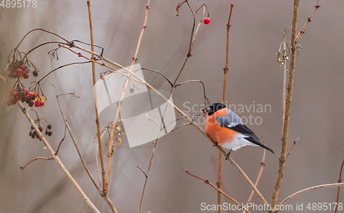 Image of Eurasian Bullfinch(Pyrrhula pyrrhula)male on branch