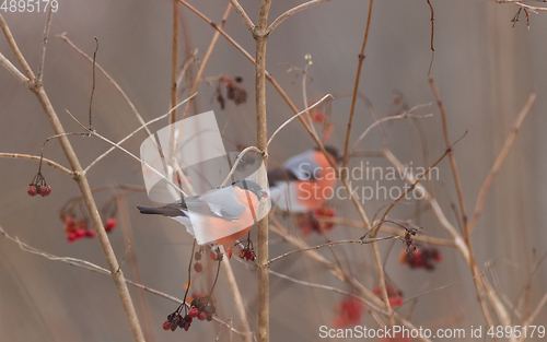 Image of Eurasian Bullfinch(Pyrrhula pyrrhula)male on branch