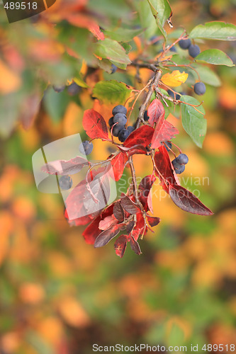 Image of Black cotoneaster berries