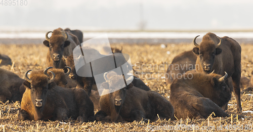 Image of European bison (Bison bonasus) herd