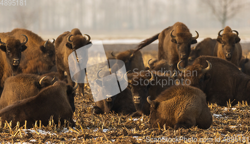 Image of European bison (Bison bonasus) herd