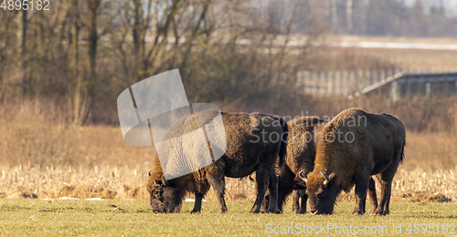 Image of European bison grazing in sunny day