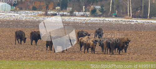 Image of European Bison herd grazing in field