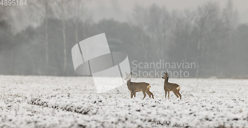 Image of Winter landscape of roe deer herd