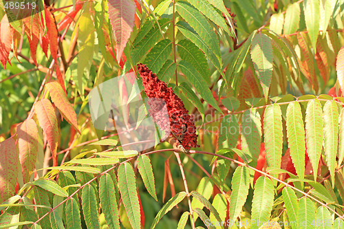 Image of Sumac seed head