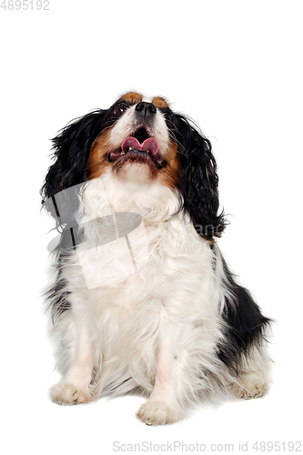 Image of Happy Cavalier King Charles Spaniel dog is looking up