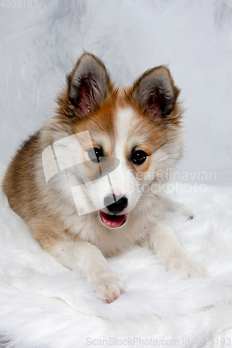 Image of Resting Norwegian lundhund dog