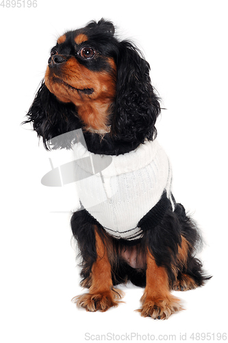 Image of Sad Cavalier King Charles Spaniel dog