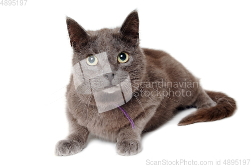 Image of Gray cat on a isolated white background.