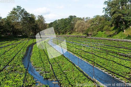 Image of Wasabi meadow