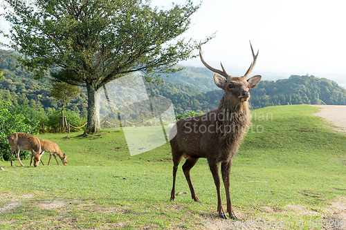 Image of Wild stag deer