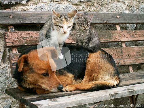 Image of cats and dog