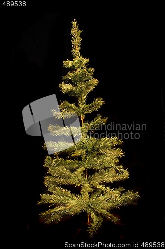 Image of xmas tree