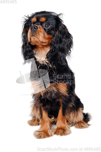 Image of Sad Cavalier King Charles Spaniel dog