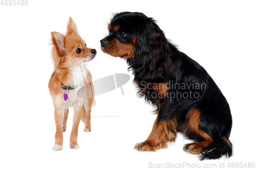 Image of Cavalier King Charles Spaniel and a Chihuahua dogs