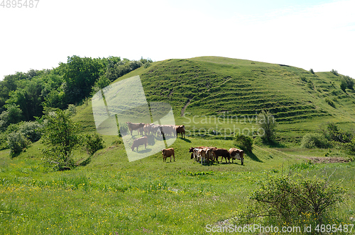 Image of Cows and green landscape