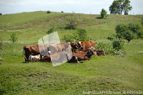 Image of A group of cows and green grass