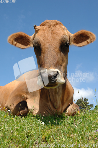 Image of Sweet cow resting 