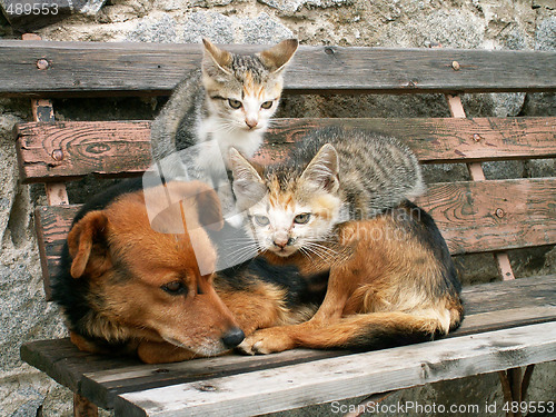 Image of cats and dog 