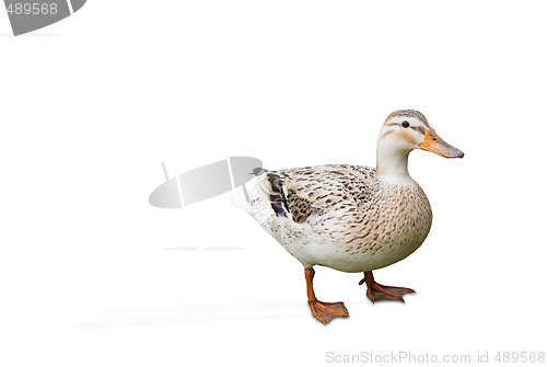 Image of duck