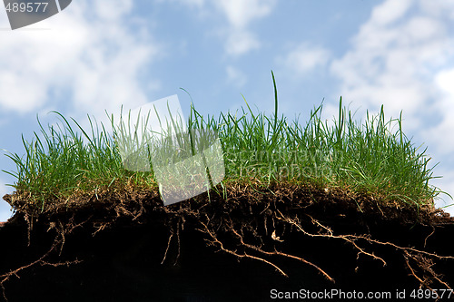 Image of grass roots