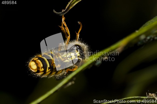 Image of Falling hornet