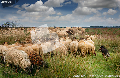 Image of sheep herding