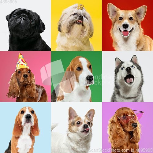 Image of Stylish dogs posing. Cute doggies or pets happy. The different purebred puppies. Creative collage isolated on multicolored studio background. Front view.