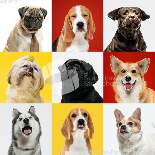 Image of Stylish dogs posing. Cute doggies or pets happy. The different purebred puppies. Creative collage isolated on multicolored studio background. Front view.