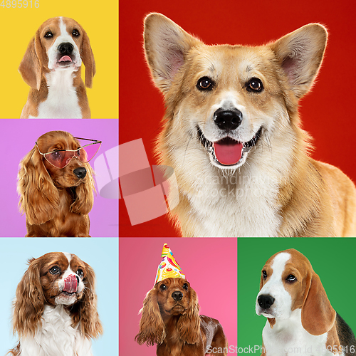 Image of Stylish dogs posing. Cute doggies or pets happy. The different purebred puppies. Creative collage isolated on multicolored studio background. Front view.