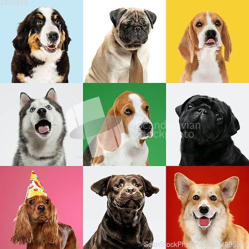 Image of Stylish dogs posing. Cute doggies or pets happy. The different purebred puppies. Creative collage isolated on multicolored studio background. Front view.