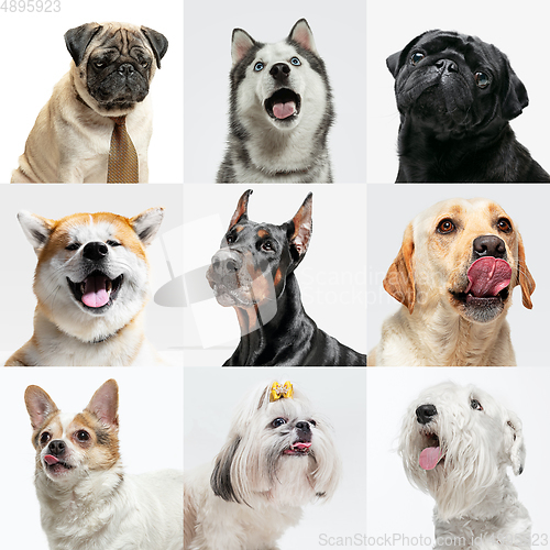 Image of Stylish dogs posing. Cute doggies or pets happy. The different purebred puppies. Creative collage isolated on multicolored studio background. Front view.