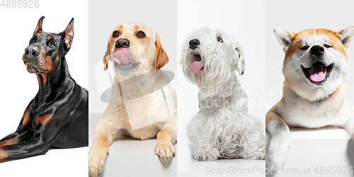 Image of Stylish dogs posing. Cute doggies or pets happy. The different purebred puppies. Creative collage isolated on multicolored studio background. Front view.