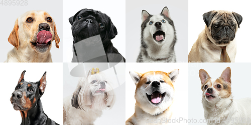 Image of Stylish dogs posing. Cute doggies or pets happy. The different purebred puppies. Creative collage isolated on multicolored studio background. Front view.