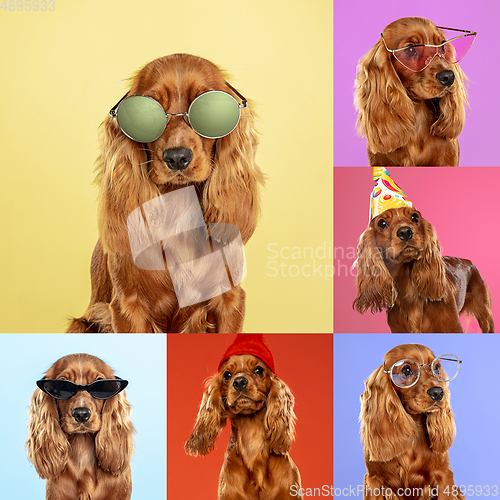 Image of Stylish dogs posing. Cute doggies or pets happy. The different purebred puppies. Creative collage isolated on multicolored studio background. Front view.