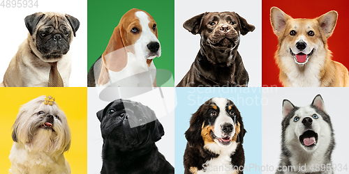 Image of Stylish dogs posing. Cute doggies or pets happy. The different purebred puppies. Creative collage isolated on multicolored studio background. Front view.