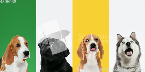 Image of Stylish dogs posing. Cute doggies or pets happy. The different purebred puppies. Creative collage isolated on multicolored studio background. Front view.