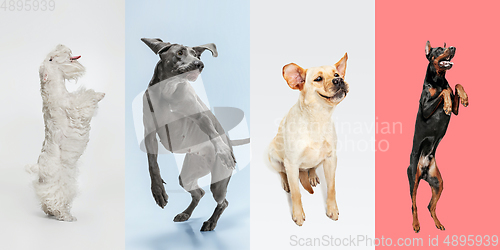 Image of Stylish dogs posing. Cute doggies or pets happy. The different purebred puppies. Creative collage isolated on multicolored studio background. Front view.