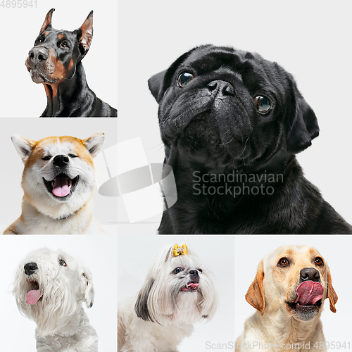 Image of Stylish dogs posing. Cute doggies or pets happy. The different purebred puppies. Creative collage isolated on multicolored studio background. Front view.