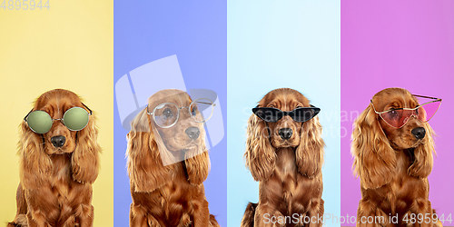 Image of Stylish dogs posing. Cute doggies or pets happy. The different purebred puppies. Creative collage isolated on multicolored studio background. Front view.