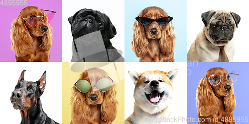 Image of Stylish dogs posing. Cute doggies or pets happy. The different purebred puppies. Creative collage isolated on multicolored studio background. Front view.