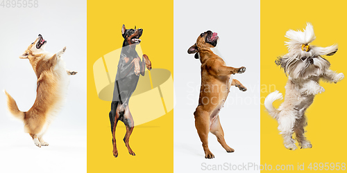 Image of Stylish dogs posing. Cute doggies or pets happy. The different purebred puppies. Creative collage isolated on multicolored studio background. Front view.